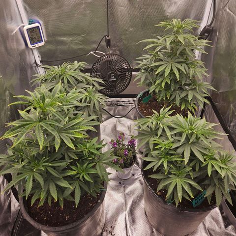 Red Velvet runtz  growlog photo: Really taking off