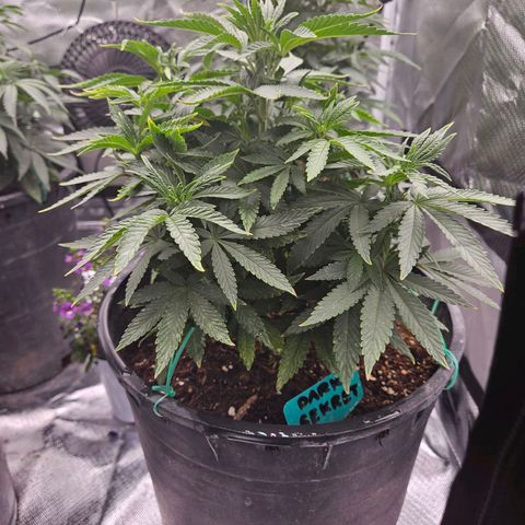 Red Velvet runtz  growlog photo: Really taking off