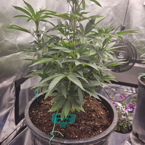 Red Velvet runtz  growlog photo: Really taking off