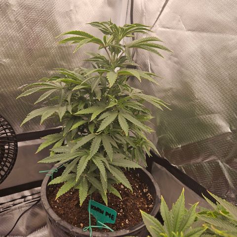 Red Velvet runtz  growlog photo: Really taking off