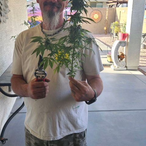GREAT UNKNOWN  growlog photo: Harvest 