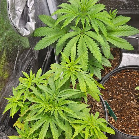 Blackberry moon rocks  growlog photo
