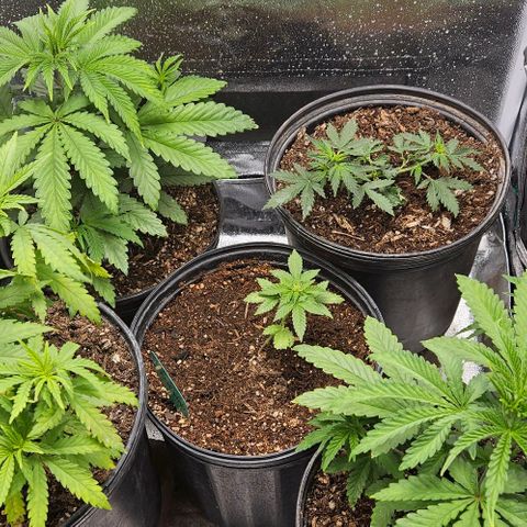 Bubble gum sherbert  growlog timeline photo