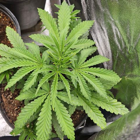 Bubble gum sherbert  growlog timeline photo