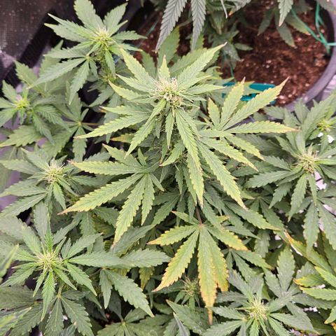 Strawberry cake auto growlog timeline photo