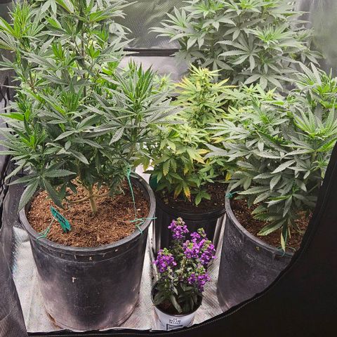 Red Velvet runtz  growlog timeline photo