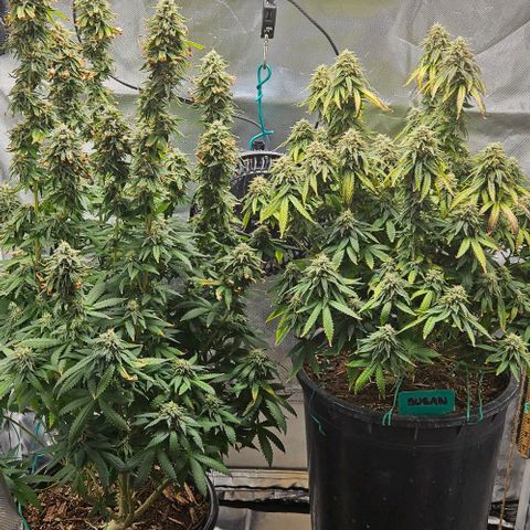 Shango church growlog photo: Almost harvest time
