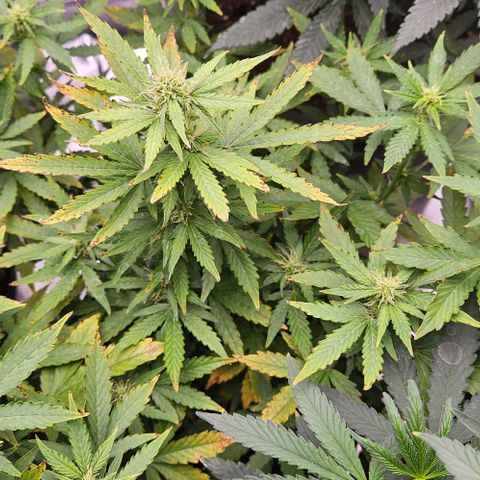 Strawberry cake auto growlog timeline photo
