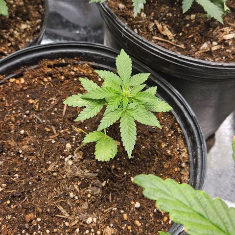 Strawberry cake auto growlog timeline photo