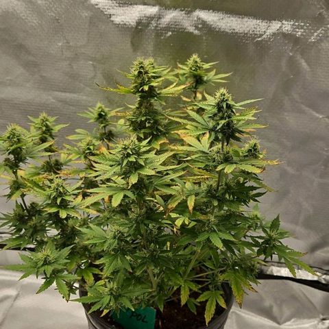 Strawberry cake auto growlog photo: They ate bulking up yayyyyy very fresh smell
