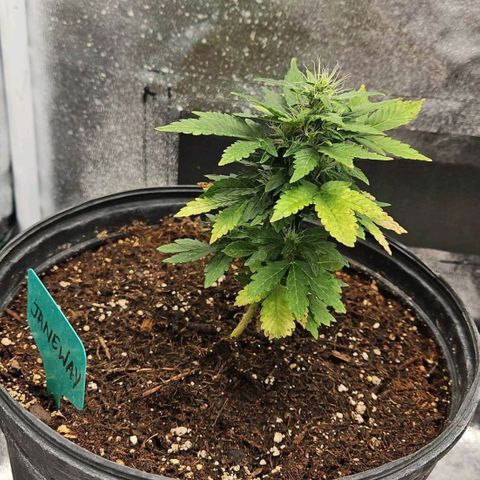 Strawberry cake auto growlog photo: They ate bulking up yayyyyy very fresh smell