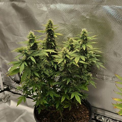 Strawberry cake auto growlog photo: They ate bulking up yayyyyy very fresh smell