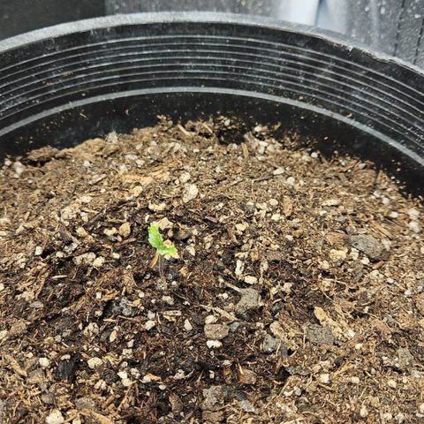 OG Kush Auto growlog photo: It's aliveeeeeeee