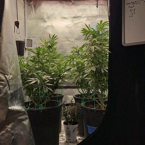 Red Velvet runtz  growlog photo: Woaaaaaa girls slow down a bit training in extra effect 