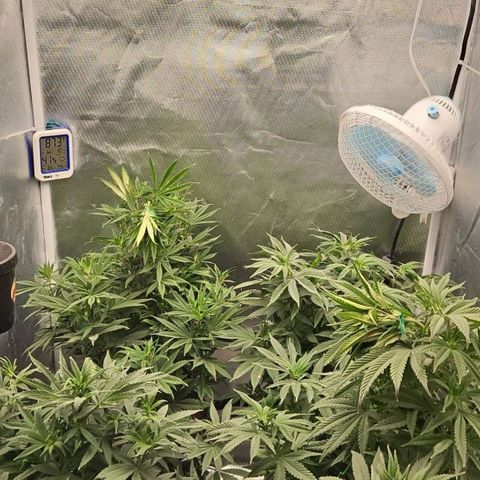 Red Velvet runtz  growlog photo: Woaaaaaa girls slow down a bit training in extra effect 