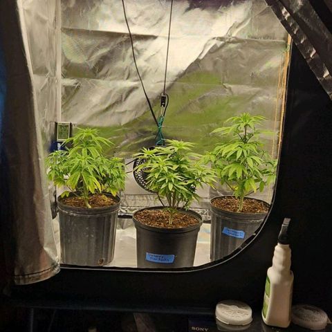 Bubble gum sherbert  growlog photo: 2 on end 