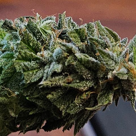 Shango church growlog photo: Wow what a journey 👏 👌 it was a pleasure to grow and the flower is fuel citrus earthy I quite enjoy it 10 outta 10 thank goodness I have 2 more to plant one day