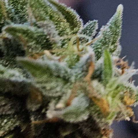 Shango church growlog photo: Wow what a journey 👏 👌 it was a pleasure to grow and the flower is fuel citrus earthy I quite enjoy it 10 outta 10 thank goodness I have 2 more to plant one day