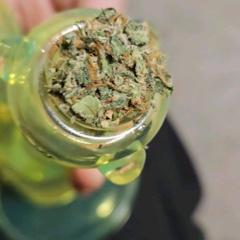 Shango church growlog photo: Wow what a journey 👏 👌 it was a pleasure to grow and the flower is fuel citrus earthy I quite enjoy it 10 outta 10 thank goodness I have 2 more to plant one day