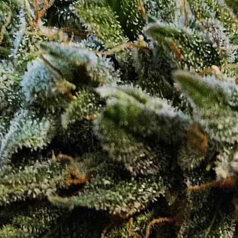 Shango church growlog photo: Wow what a journey 👏 👌 it was a pleasure to grow and the flower is fuel citrus earthy I quite enjoy it 10 outta 10 thank goodness I have 2 more to plant one day
