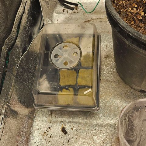 London pound cake growlog timeline photo
