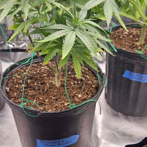 Blackberry moon rocks  growlog photo