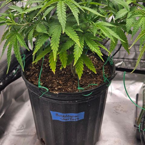 Bubble gum sherbert  growlog timeline photo
