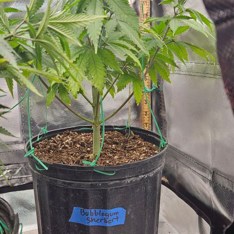 Bubble gum sherbert  growlog timeline photo