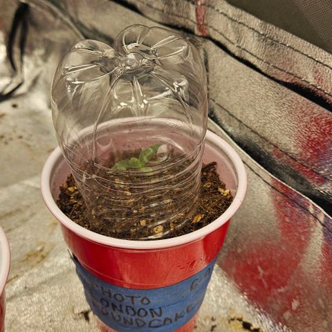 London pound cake growlog timeline photo