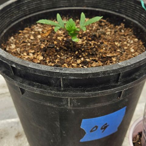 OG Kush Auto growlog timeline photo