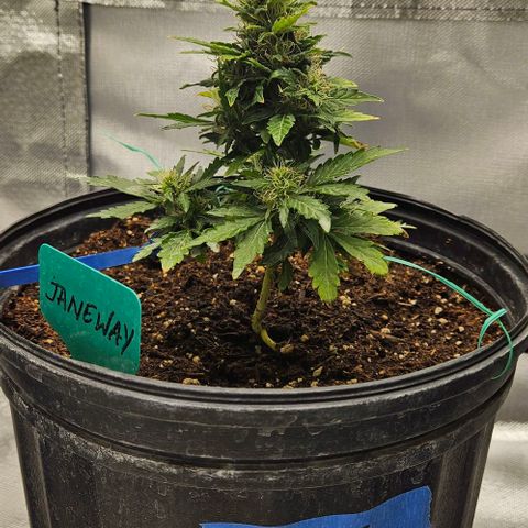Strawberry cake auto growlog timeline photo