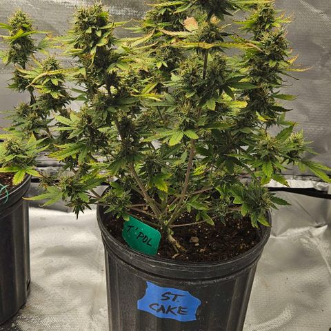 Strawberry cake auto growlog timeline photo