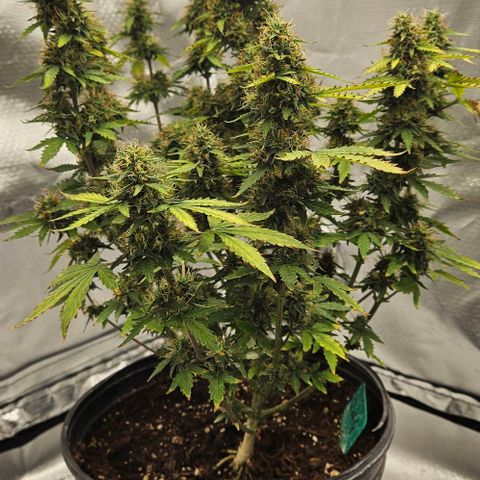 Strawberry cake auto growlog timeline photo