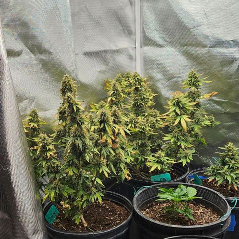 Strawberry cake auto growlog photo: Hogs lol