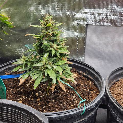 Strawberry cake auto growlog photo: This lil thing is so pretty 😍 