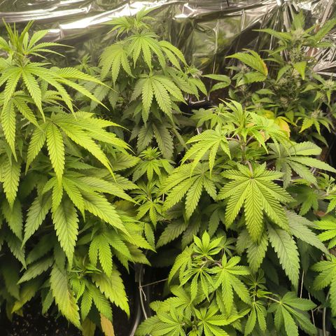 Lemon Haze  growlog photo: Kurz nach dem Umtopfen 