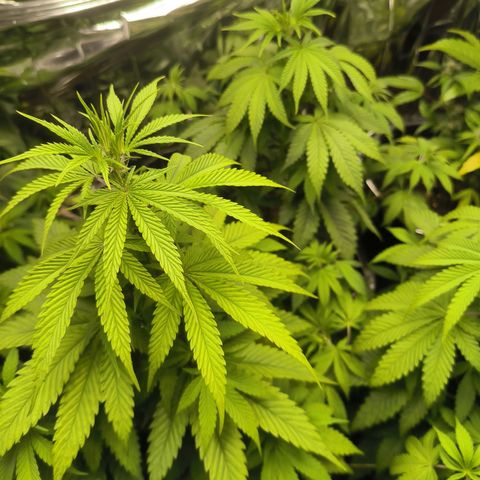 Lemon Haze  growlog photo: Kurz nach dem Umtopfen 