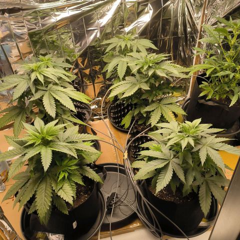 Lemon Haze  growlog photo: Bewässerung