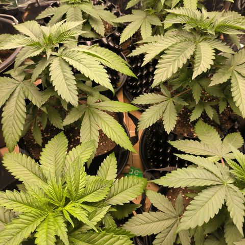 Lemon Haze  growlog photo: Bewässerung