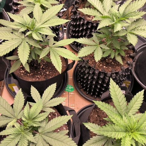 Lemon Haze  growlog timeline photo