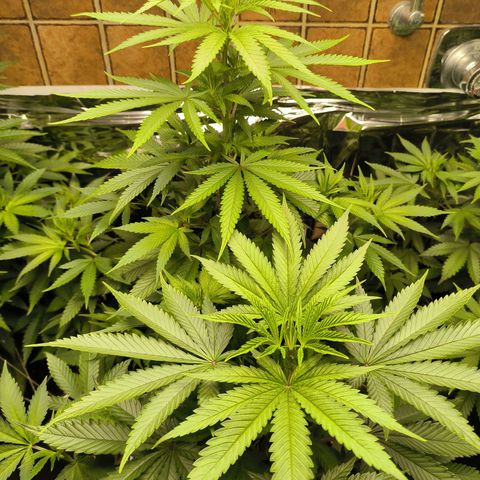 Lemon Haze  growlog photo: Letzte Woche der Wachstumsphase