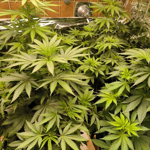 Lemon Haze  growlog photo: Letzte Woche der Wachstumsphase