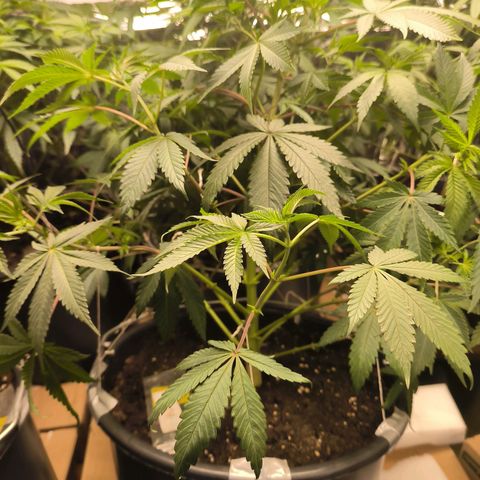 Lemon Haze  growlog photo: Entlaubung vor der Blütephase und Lichtumstellung 