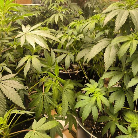 Lemon Haze  growlog photo: Entlaubung vor der Blütephase und Lichtumstellung 
