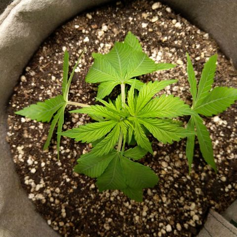 Inzane | Nepal growlog timeline photo