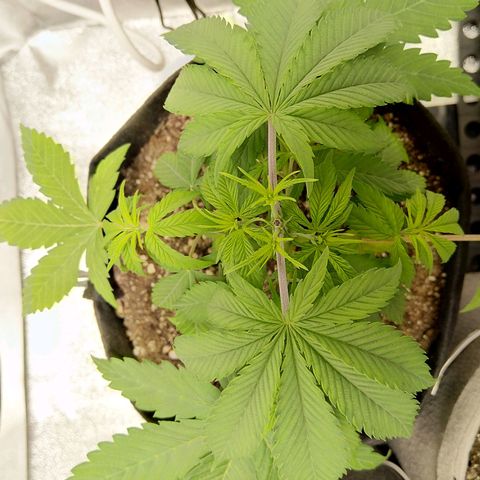 Inzane | Nepal growlog photo: Inzane and Nepal