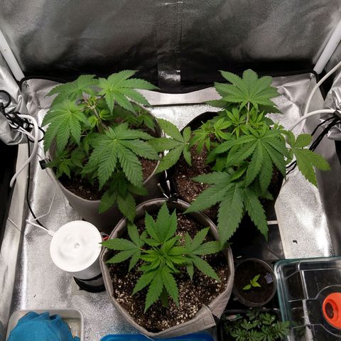 Inzane | Nepal growlog photo: Looking good first thing in the morning