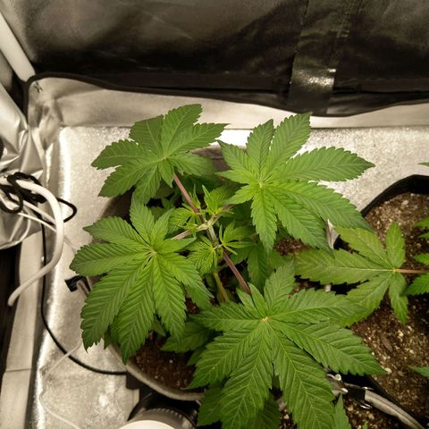 Inzane | Nepal growlog photo: Nepal