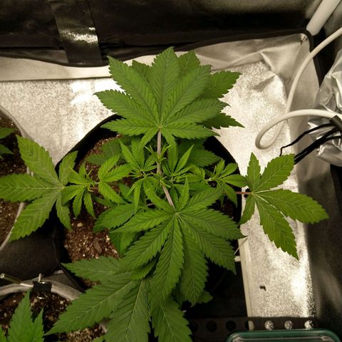 Inzane | Nepal growlog photo: Inzane