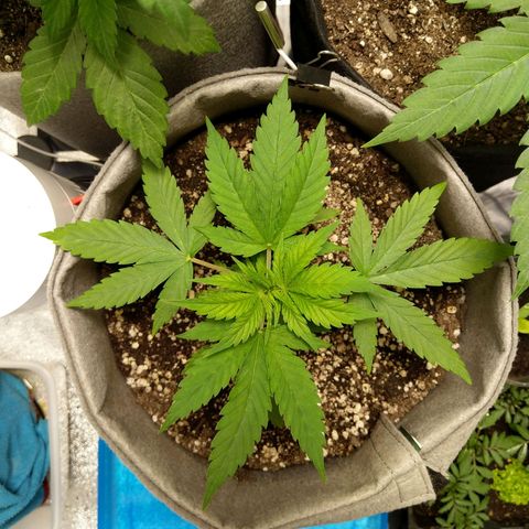 Inzane | Nepal growlog photo: Lib haze